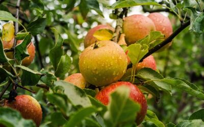 Apfel (Malus domesticus)