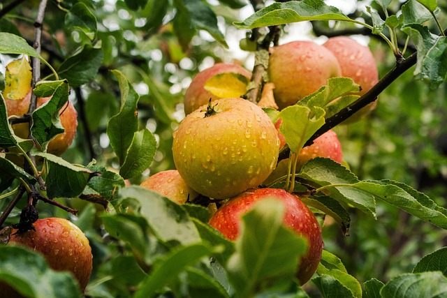 Healthy apples on an apple tree twig