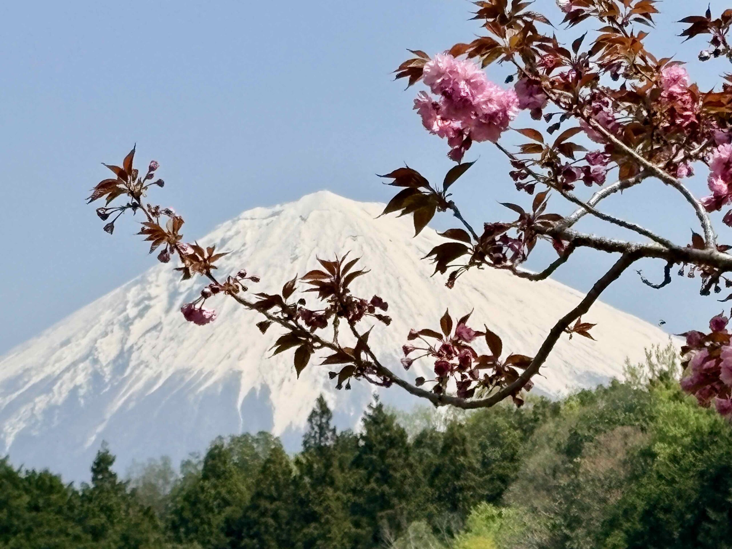 Kirschblüten vor Mt. Fuji, Japan, symbolisieren Vergänglichkeit und Reflexion in einem Bericht über intentionale Gemeinschaft.